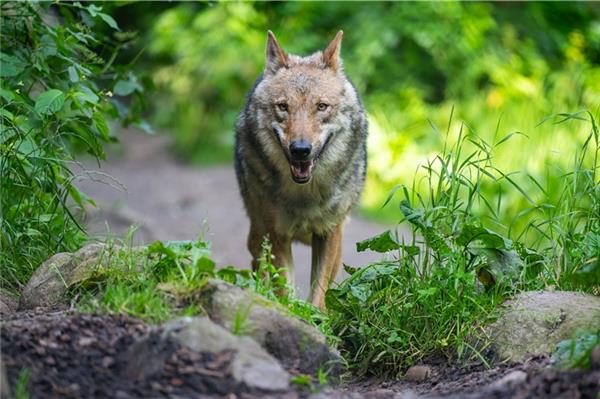 Ein Wolf in freier Wildbahn. Das Tier auf Norderney hat einen langen Weg zurückgelegt.