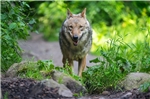 Ein Wolf in freier Wildbahn. Das Tier auf Norderney hat einen langen Weg zurückgelegt.