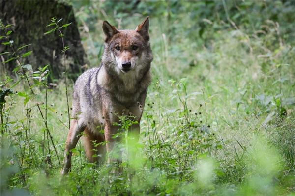 Ein Wolf in freier Wildbahn (Symbolbild)