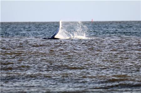 Ein in der deutschen Nordsee selten vorkommender Buckelwal taucht vor der Insel Norderney auf.