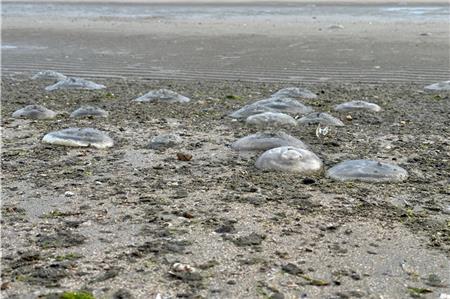 In den letzten Tagen wurden verstärkt Ohrenquallen an den Strand gespült. Foto: Noun