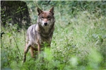 Inselurlauber auf Norderney: Der Wolf ist noch immer da.