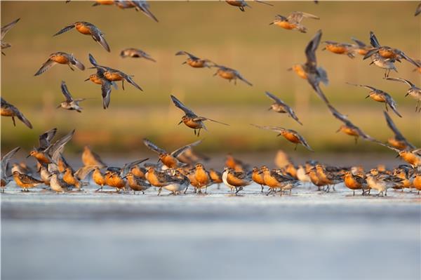 Naturschauspiel Vogelzug hier mit dem Knutt bei seiner Rast im Wattenmeer. Foto: Ralph Martin