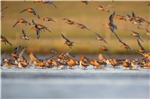 Naturschauspiel Vogelzug hier mit dem Knutt bei seiner Rast im Wattenmeer. Foto: Ralph Martin