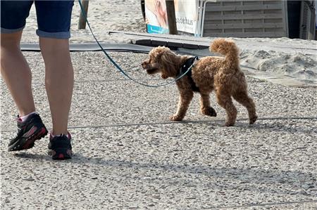 Urlauberhunde und deren Besitzer können aufatmen: Keine Kurtaxe für Hunde. Foto: Noun